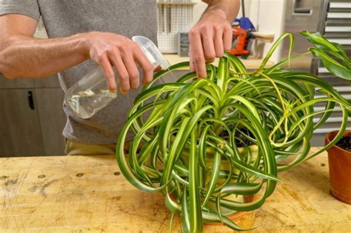How do you get rid of aphids on houseplants?