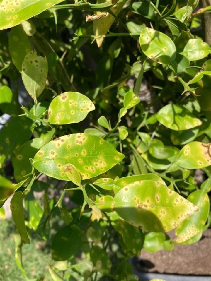 How do you get rid of citrus canker?