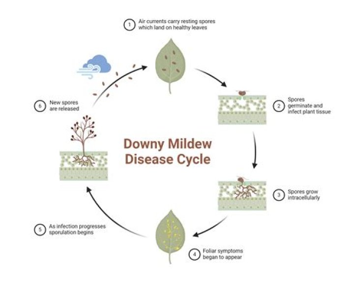 How do you get rid of downy mildew in Australia?