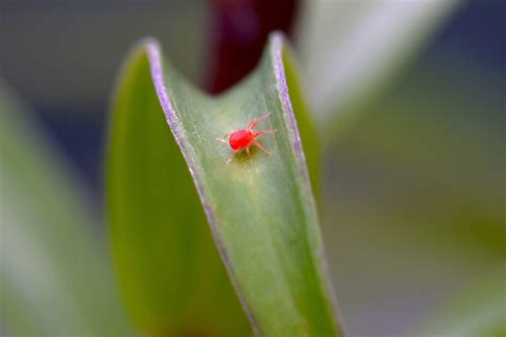 How do you get rid of tiny red mites?