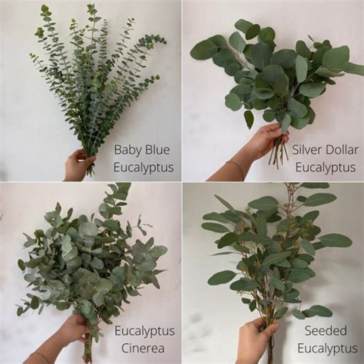 How do you grow a eucalyptus silver dollar from seed?