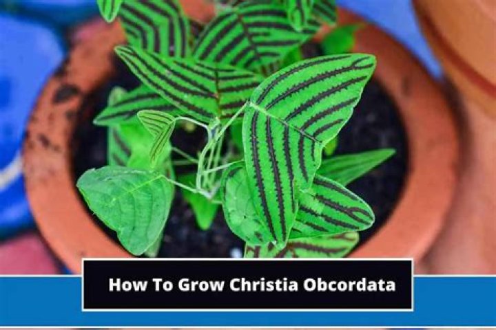 How do you grow Christia Obcordata from seed?