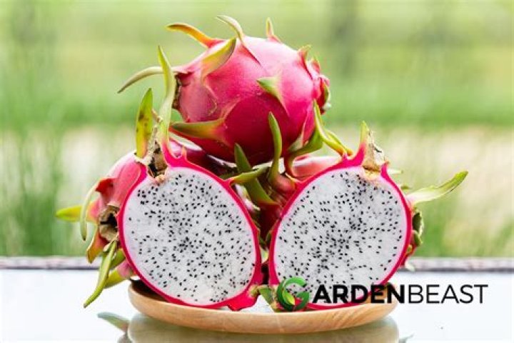 How do you grow Wong Bok?