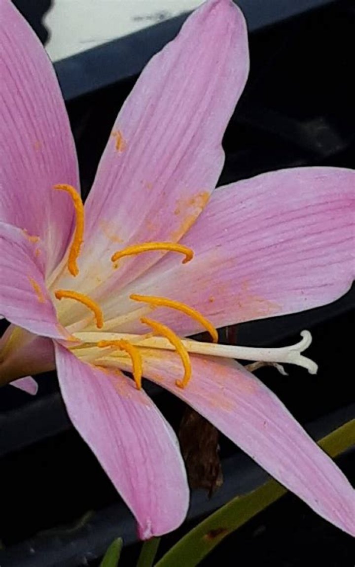 How do you grow zephyranthes on Candida?