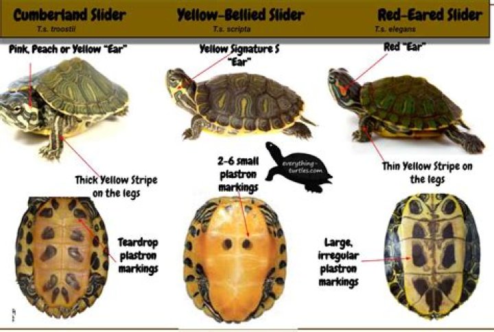 How do you identify a slider turtle?