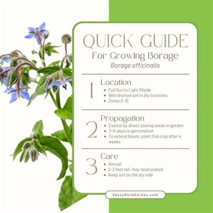 How do you identify borage plants?