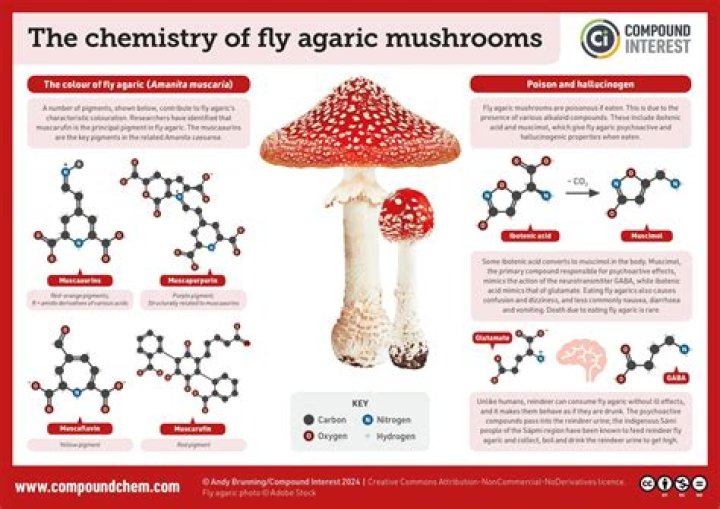 How do you identify fly agaric mushrooms?