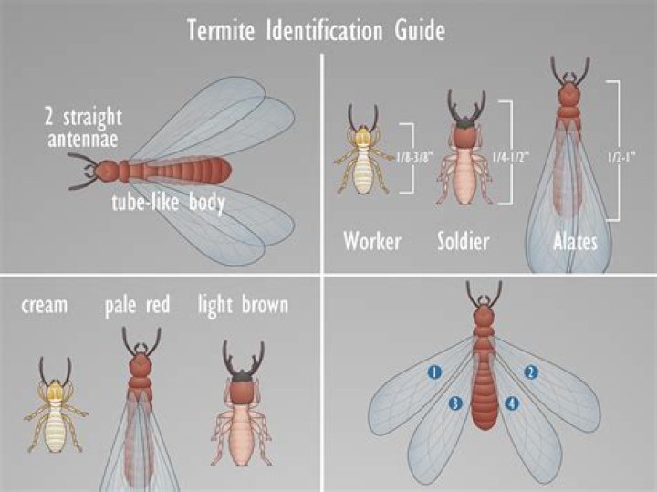 How do you identify termites?