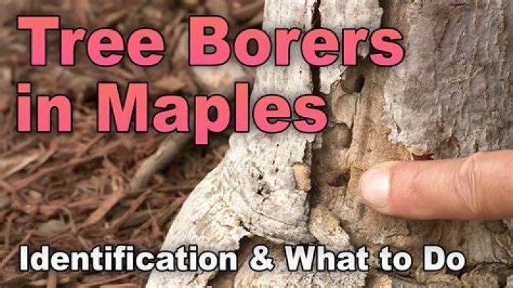 How do you identify tree borers?
