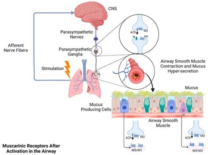 How do you increase adenosine receptors?