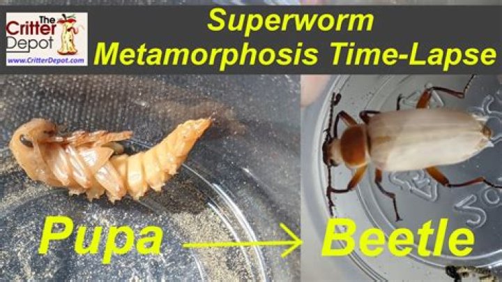 How do you keep Superworm beetles alive?