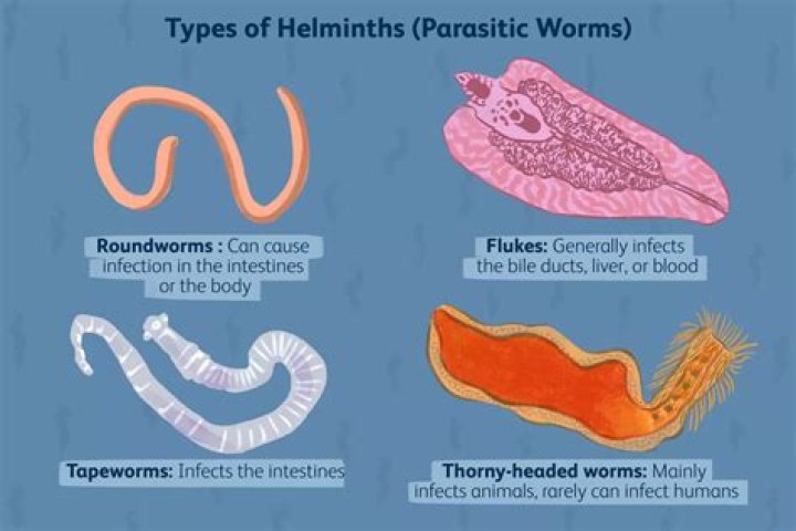 How do you kill flatworms?