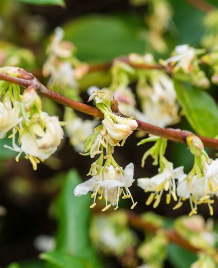 How do you look after Lonicera fragrantissima?