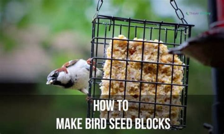 How do you make bird seed blocks with gelatin?