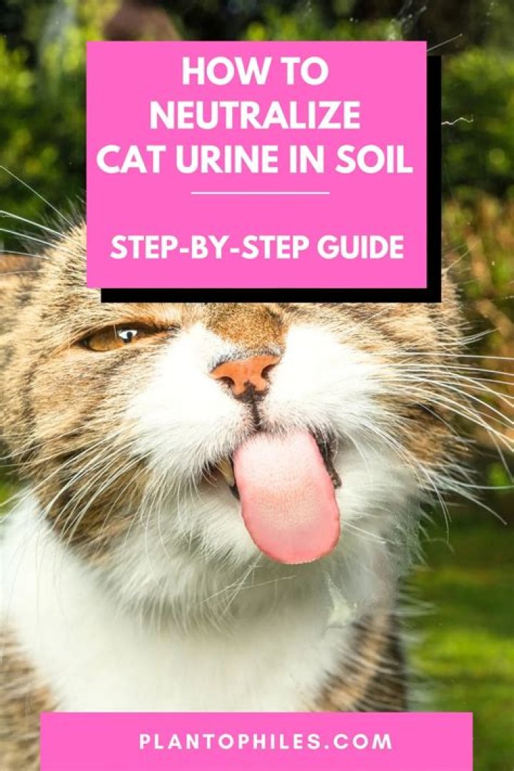 How do you neutralize urine smell outside?