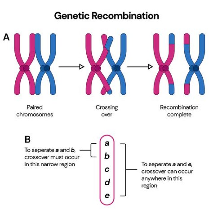 How do you order genes based on recombination frequency?