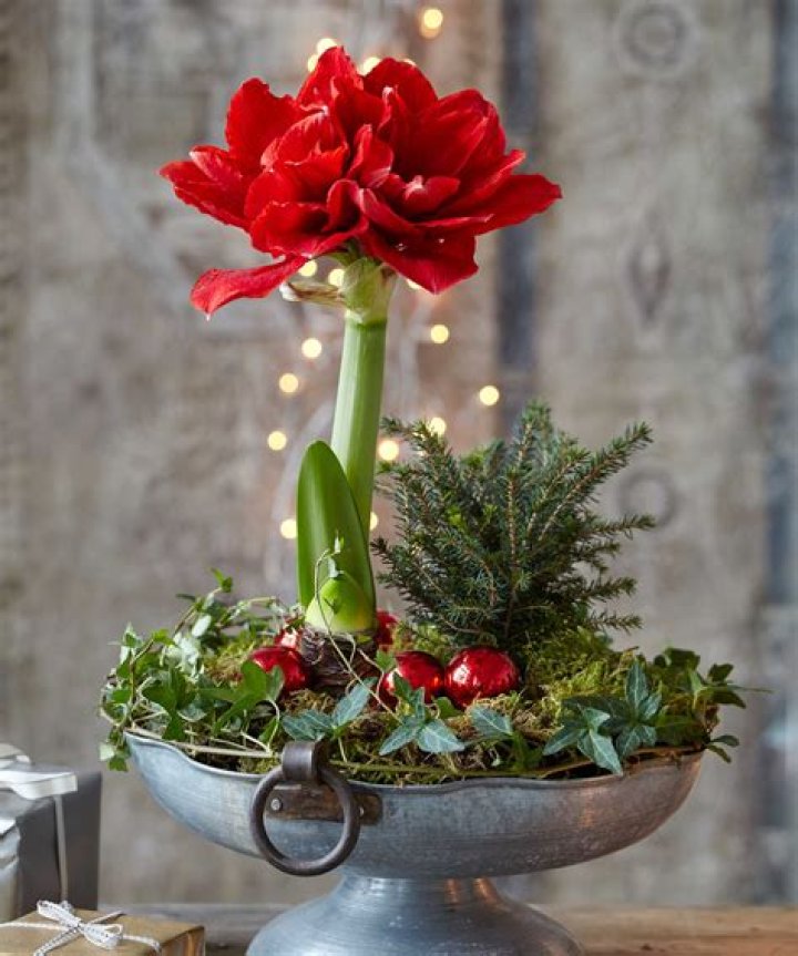 How do you plant amaryllis for Christmas?
