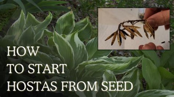 How do you plant Pensacola Bahia seeds?