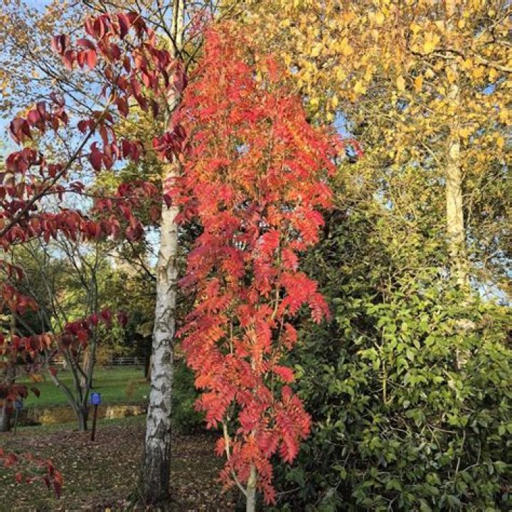 How do you plant Sorbus autumn Spire?