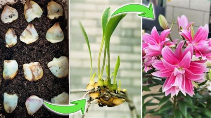 How do you propagate Leucojum aestivum?