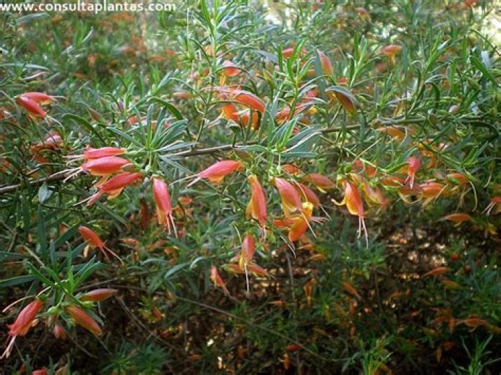How do you propagate maculata eremophila?