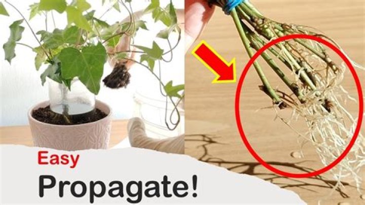 How do you propagate Sidalcea?