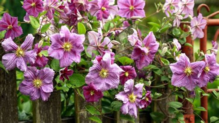 How do you prune a Viticella clematis?