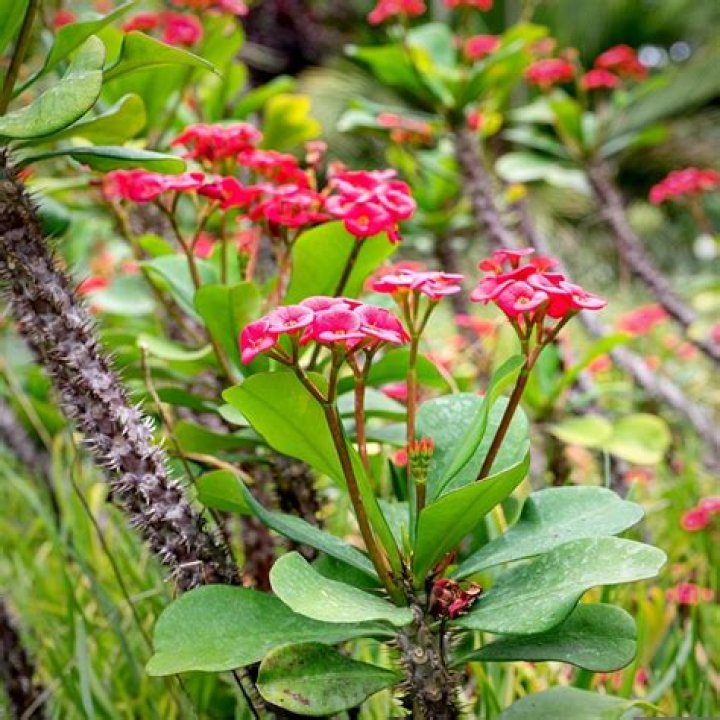How do you prune Euphorbia Milii?