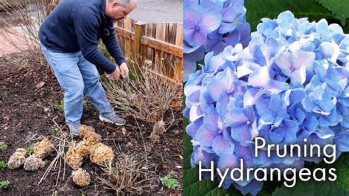 How do you prune ornamentals?