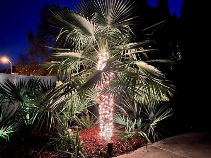 How do you put Christmas lights on a palm tree?