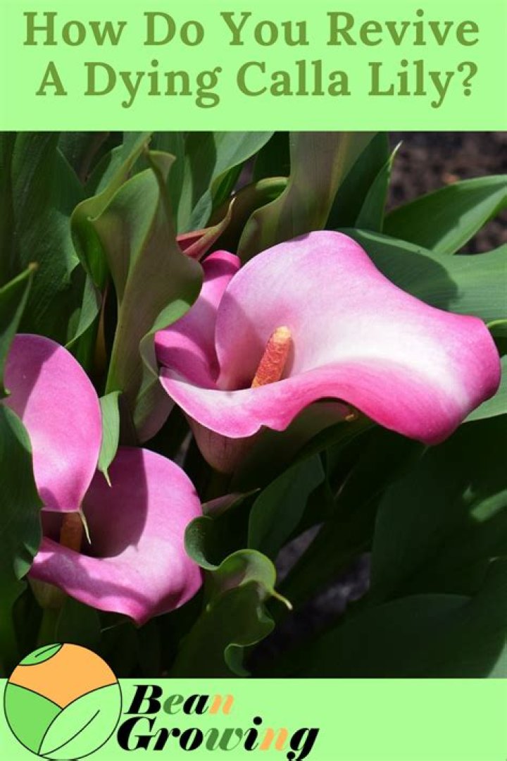 How do you revive a dying calla lily?