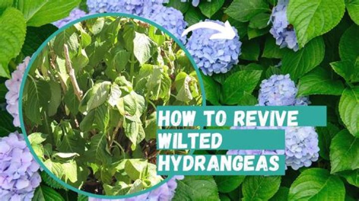 How do you revive limp lettuce?