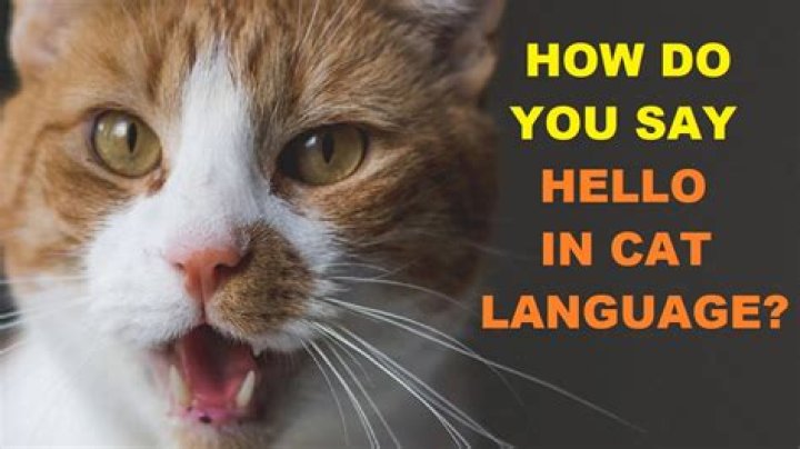 How do you say hello in Thalassian?