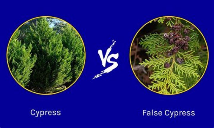 How do you shape a cypress tree?