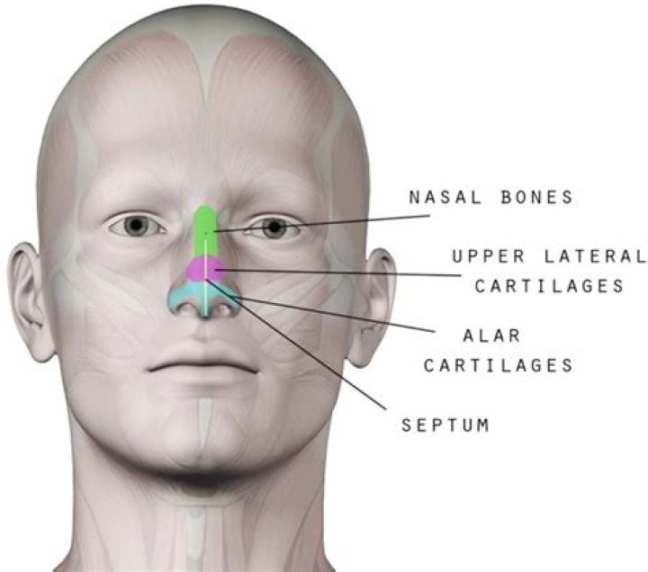 How do you side nose bone?
