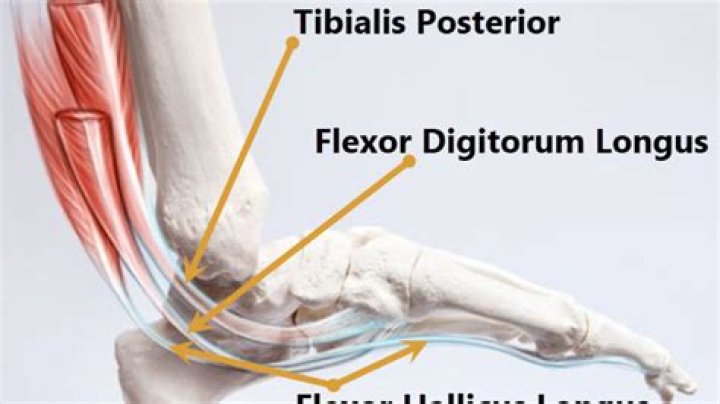How do you stretch the flexor digitorum longus?