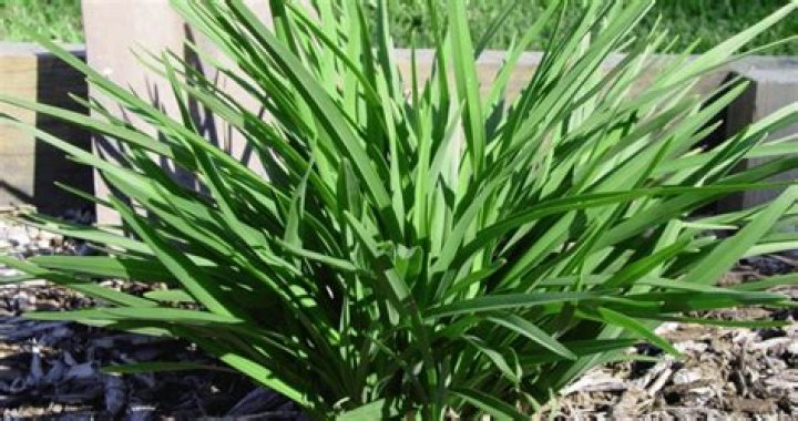 How do you take care of a Dianella plant?