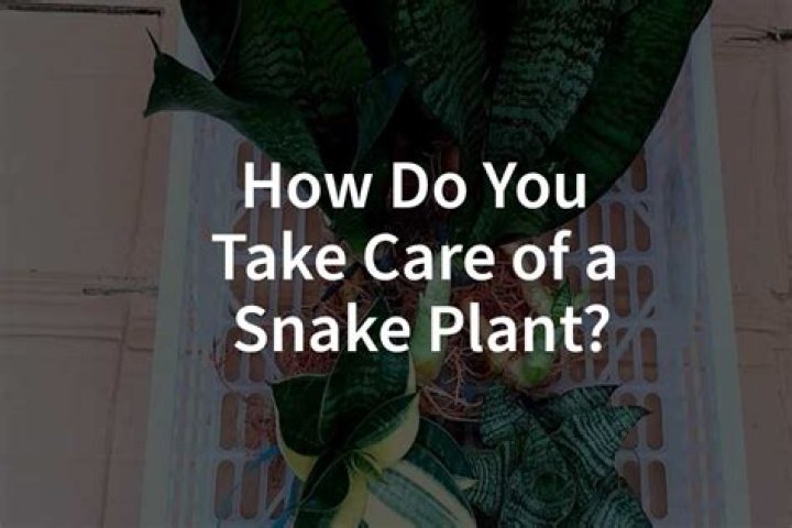 How do you take care of a dwarf chenille plant?