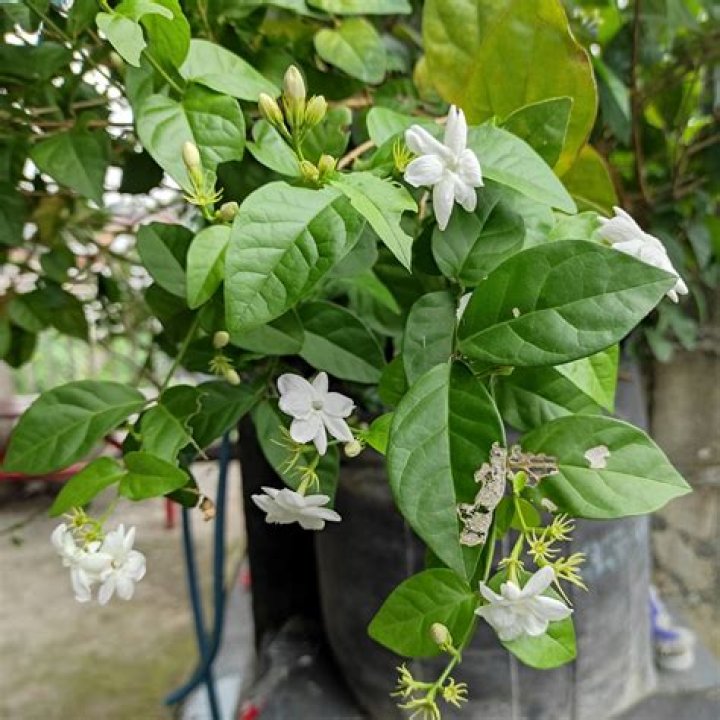 How do you take care of a fish hook plant?