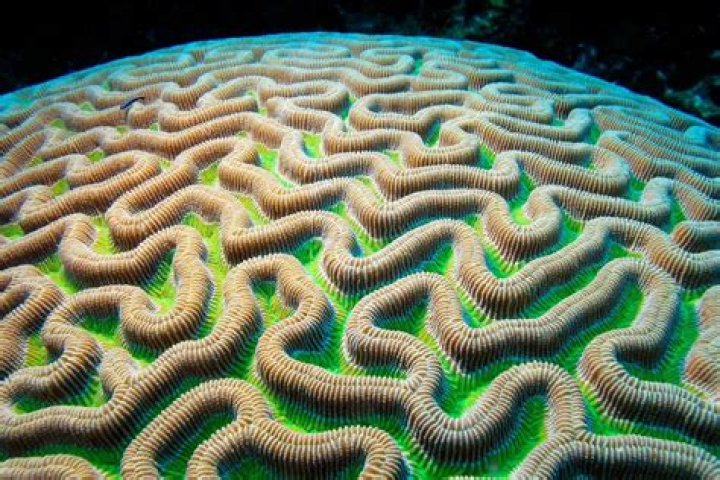 How do you take care of brain coral?