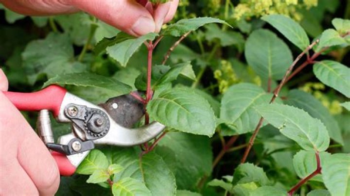 How do you take cuttings from bushes and shrubs?