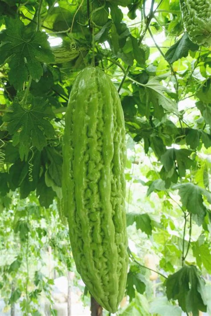 How do you take the bitterness out of Ampalaya?