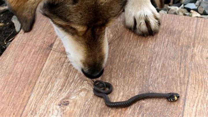 How do you tell if a dog has been bitten by a snake?