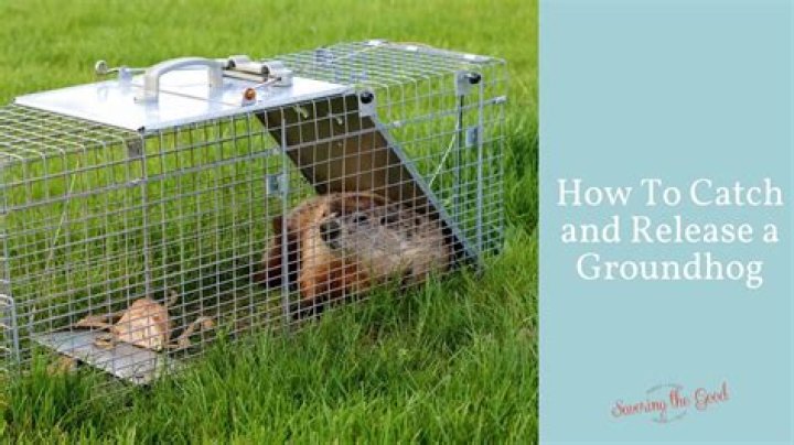 How do you trap a woodchuck?