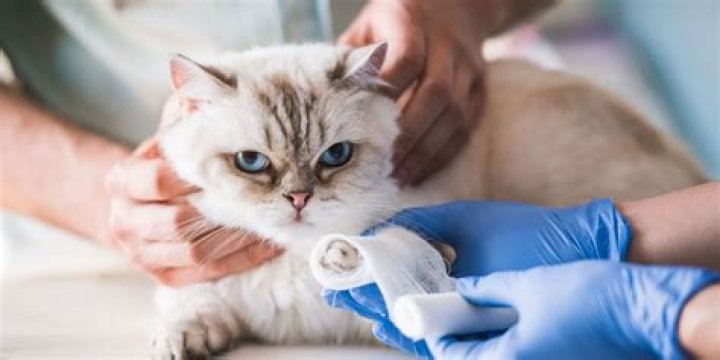 How do you treat a pus wound on a cat?