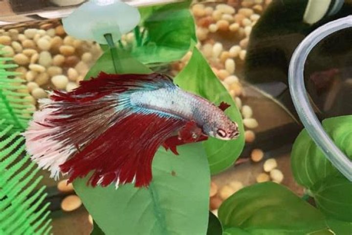 How do you treat columnaris in Guppy?