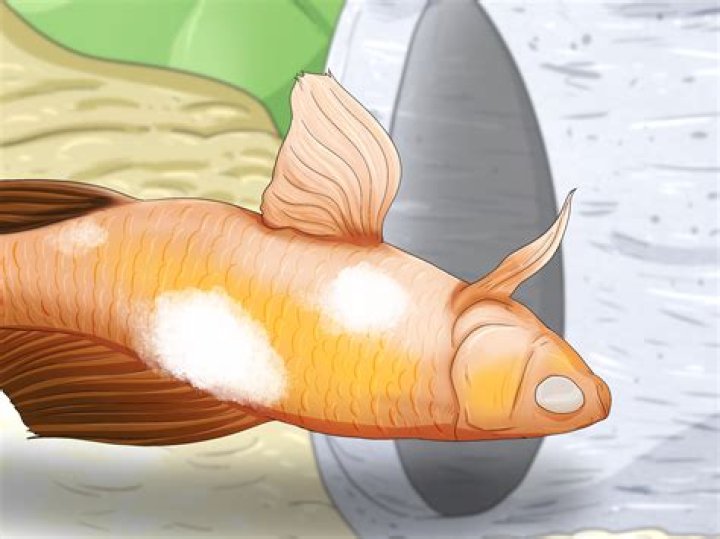 How do you treat fungus on fish fins?