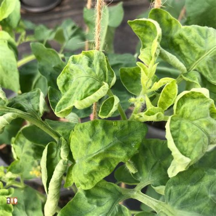 How do you treat leaf curl in plants?