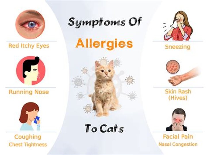 How do you treat swollen eyes from cat allergies?