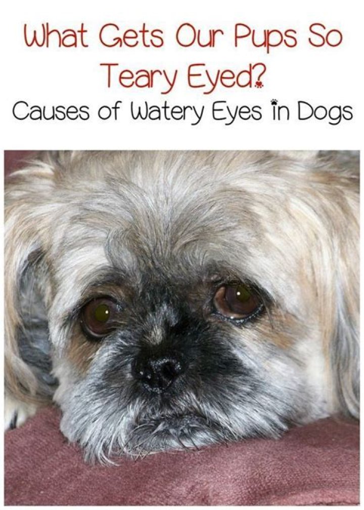 How do you treat watery eyes in dogs?